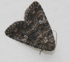 Condica aroana