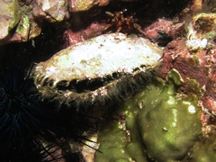 Pinctada mazatlanica