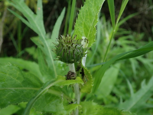 pichliač rôznolistý (Cirsium heterophyllum)