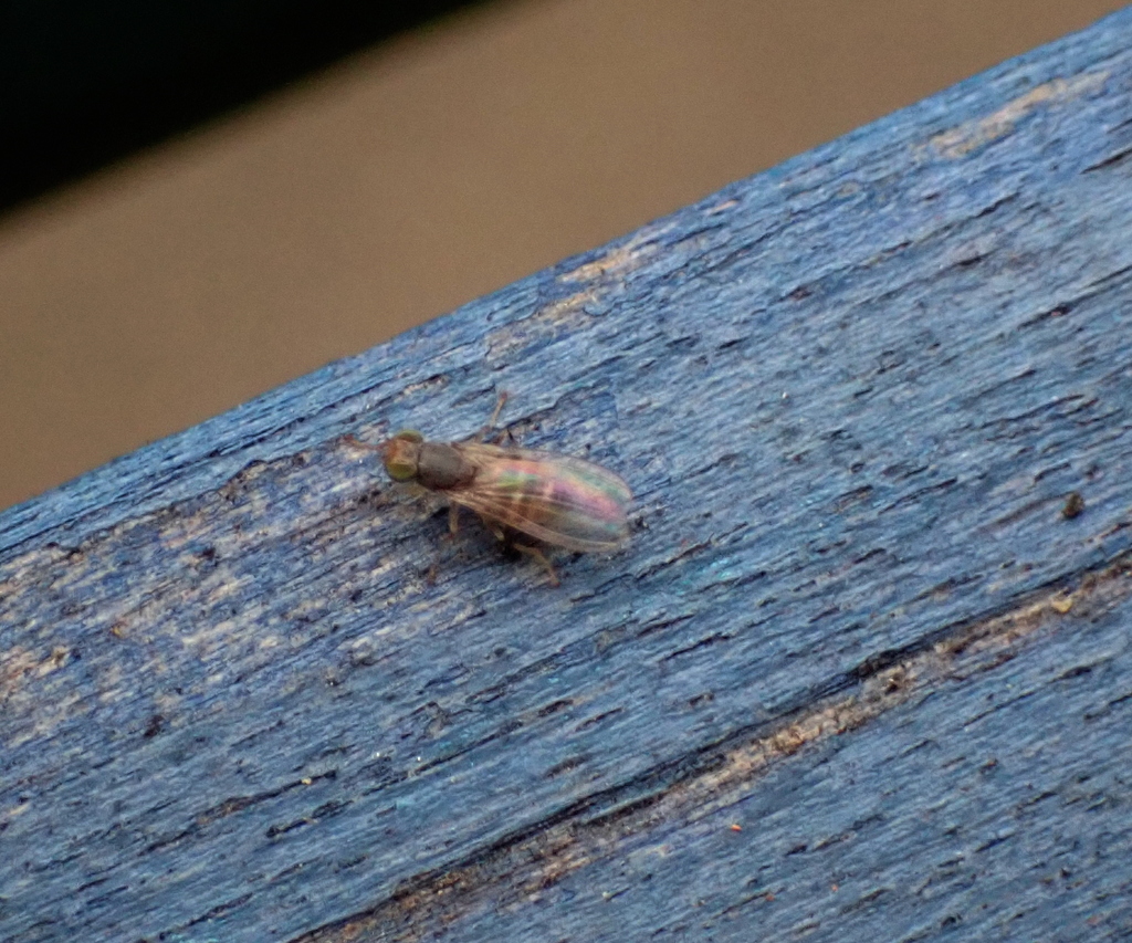 Stenomicra soniae