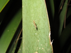Amphineurus hudsoni