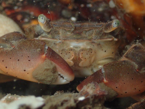 Brush-clawed Shore Crab, photo 4 of 10