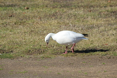 Anser caerulescens × rossii