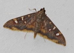 Prophantis