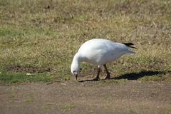 Anser caerulescens × rossii