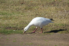 Anser caerulescens × rossii