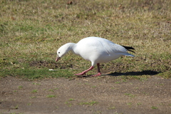 Anser caerulescens × rossii