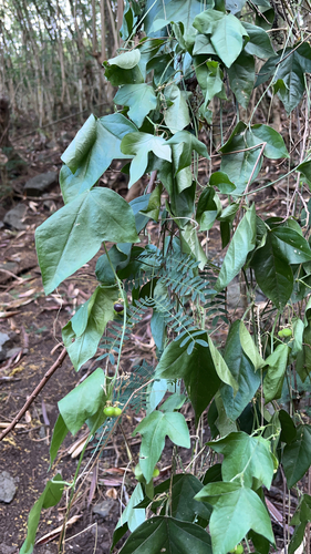 Passiflora suberosa observed 2023-06-08