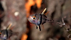 Orbiculate Cardinalfish photo 2