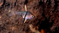Orbiculate Cardinalfish photo 4