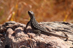 Oplurus quadrimaculatus