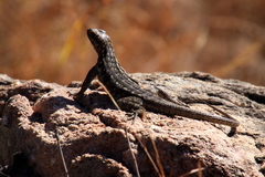 Oplurus quadrimaculatus