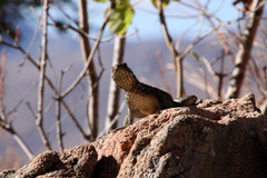 Oplurus quadrimaculatus