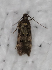 Chionodes formosella
