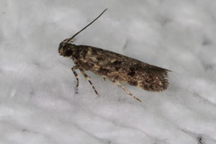 Chionodes formosella