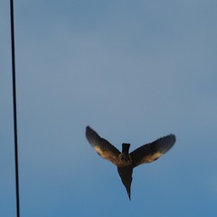 Todiramphus sanctus canacorum