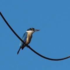 Todiramphus sanctus canacorum