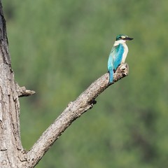 Todiramphus sanctus canacorum