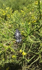 Capnodis cariosa