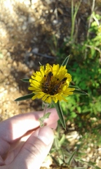 Stenopterus rufus syriacus