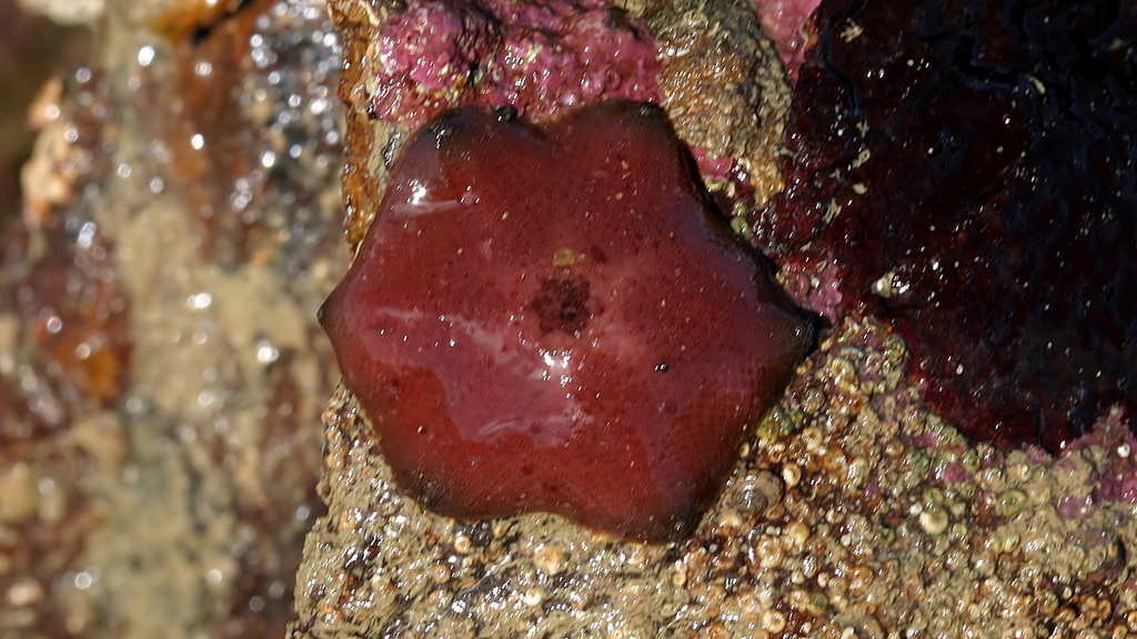 Patiriella brevispina