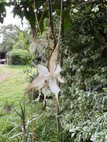 Aerangis brachycarpa image