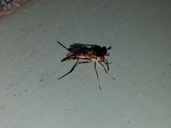 Stylogaster biannulata