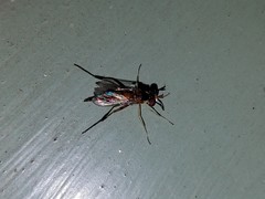 Stylogaster biannulata