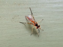 Stylogaster biannulata