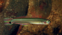 Swamp Dartfish photo 1