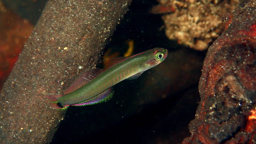 Marsh dartfish (Parioglossus palustris) — Microdesmidae — 3