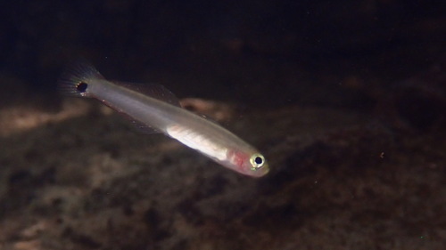 Marsh dartfish (Parioglossus palustris) — Microdesmidae — 2