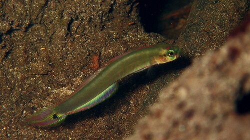 Marsh dartfish (Parioglossus palustris) — Microdesmidae — 4