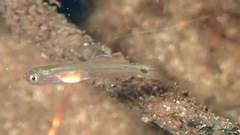 Swamp Dartfish photo 5