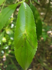 Chlorotipula