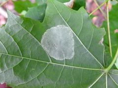 Phyllonorycter joannisi