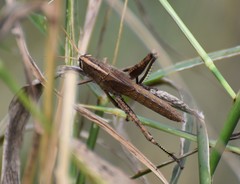 Schistocerca impleta