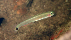 Swamp Dartfish photo 2