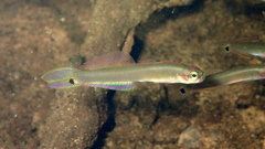 Swamp Dartfish photo 4