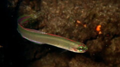 Swamp Dartfish photo 3