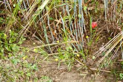 Ranunculus arvensis