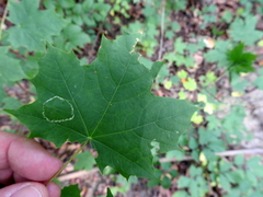 Phyllonorycter joannisi