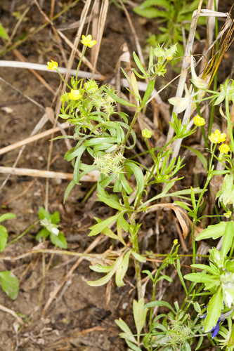 Acker-Hahnenfuß (Madeira Pflanzen Myrtales, Oxalidales, Ranunculales