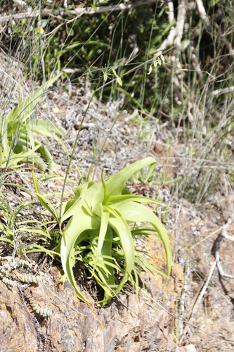 Image of Bulbine latifolia by (c) Tony Rebelo, some rights reserved (CC BY-SA)