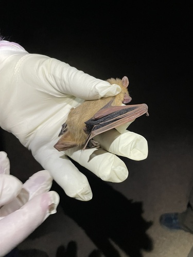 Western Yellow Bat