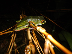 Phyllomedusa venusta