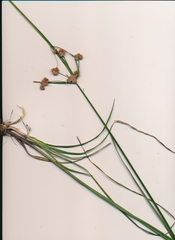 Cyperus reflexus