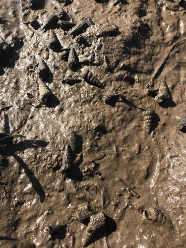 iNaturalist observation photo of California Horn Snail
