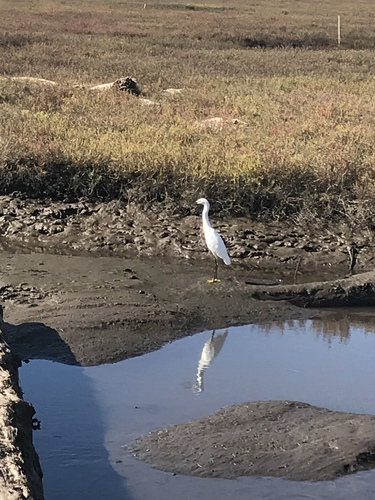 iNaturalist observation photo of Snowy Egret