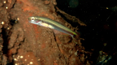 Yellow Dartfish photo 4